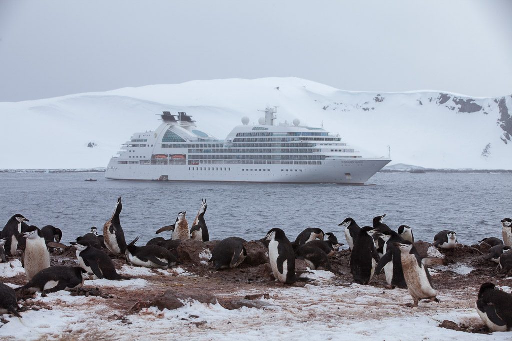 penguin cruise